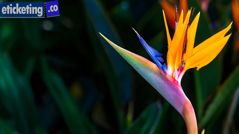 Summer Games 2028 Tickets Vibrant Superbloom Designs Transform LA28 Brand
